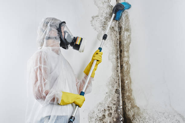 Best Health and Safety Mold Remediation in Del Norte, CO